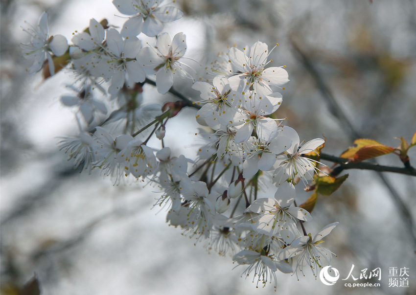 山^(q)ʢ(zhn)ɽfҰѻӭ`W(wng) z