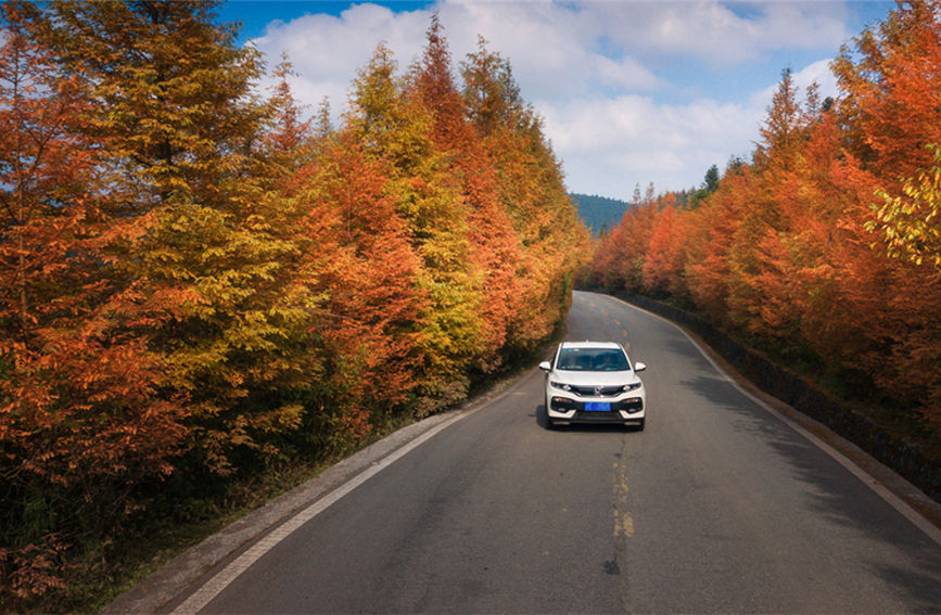 道路兩旁的紅楓彩林。武隆景區(qū)供圖