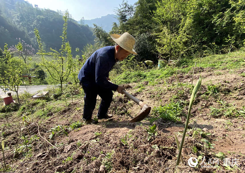 陳朋在黃精地里鋤草。人民網(wǎng) 劉政寧攝