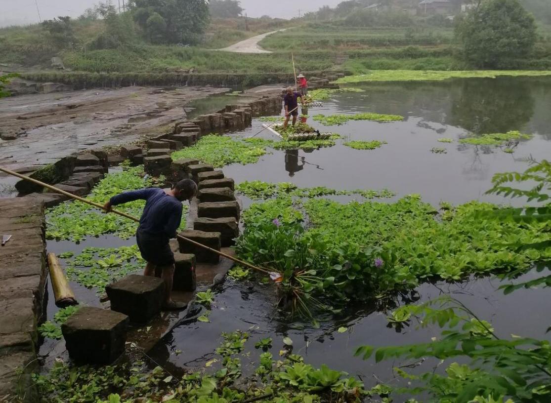合江縣白沙鎮(zhèn)、永川區(qū)朱沱鎮(zhèn)聯(lián)合清理共管河段水生植物。川渝河長(zhǎng)制聯(lián)合推進(jìn)辦公室供圖