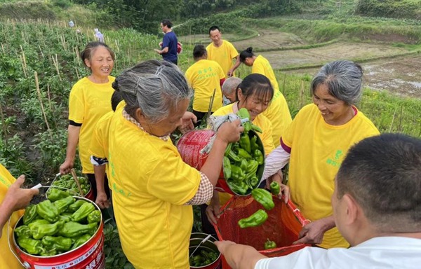 村民采摘虎皮青椒。村村旺供圖