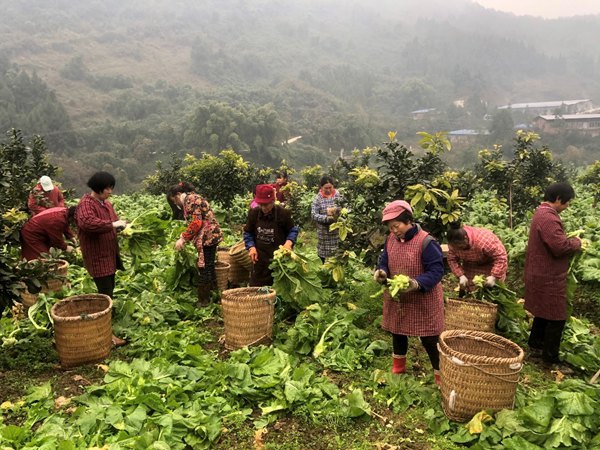 農(nóng)戶采收青菜頭。村村旺供圖