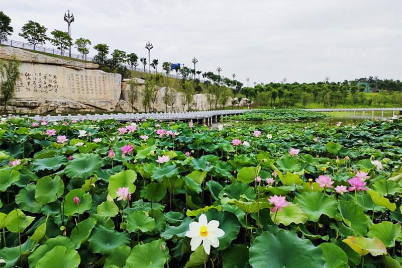 三合湖濕地公園內的荷花開得正艷。黃亞輝攝