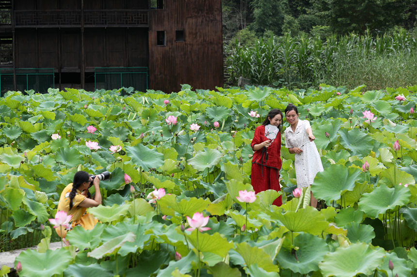 游客在重慶市黔江區(qū)小南海鎮(zhèn)新建村土家十三寨荷田里賞荷花。楊敏攝