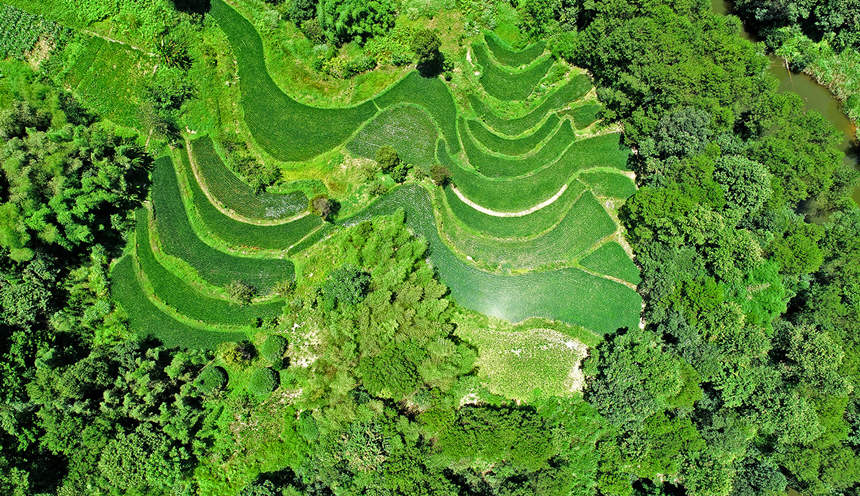 涪陵青羊鎮(zhèn)山大村梯田美景。黃河攝