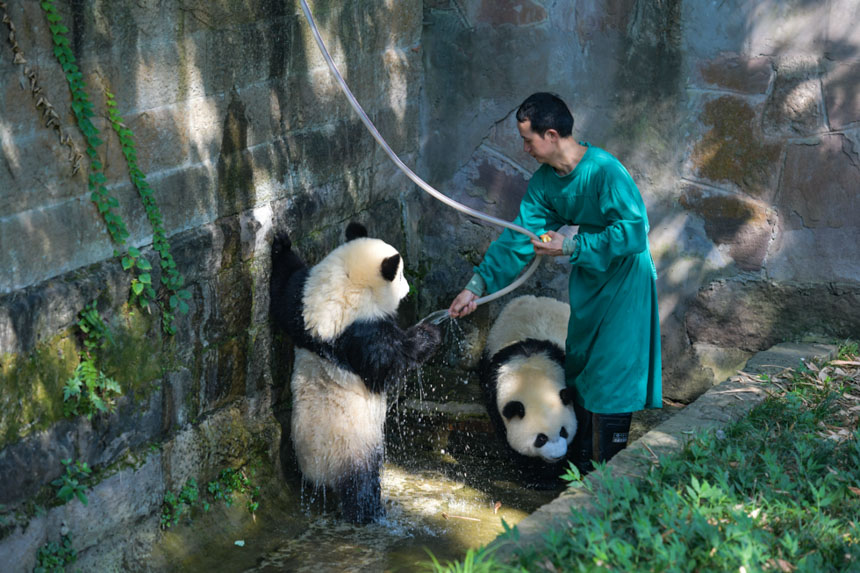 飼養(yǎng)員給大熊貓沖涼避暑。鄒樂攝