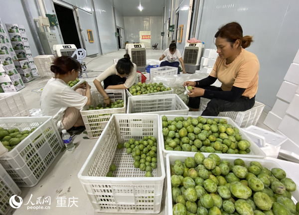 村民將仙桃李分級(jí)裝箱。人民網(wǎng) 劉政寧攝