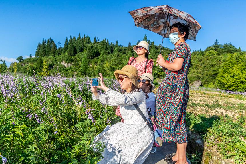 游客在南川山王坪感受涼爽夏日。瞿明斌攝