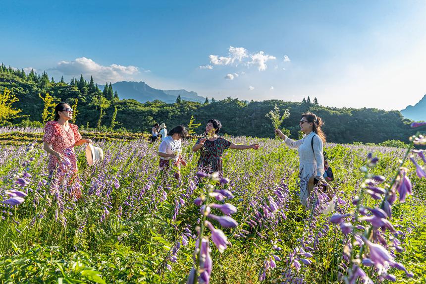 游客在南川山王坪感受涼爽夏日。瞿明斌攝