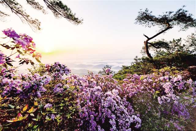 明月山間，杜鵑嬌艷