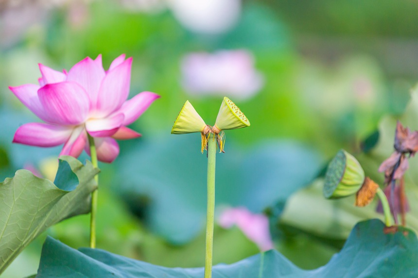 中江村荷花園并蒂蓮。瞿明斌攝