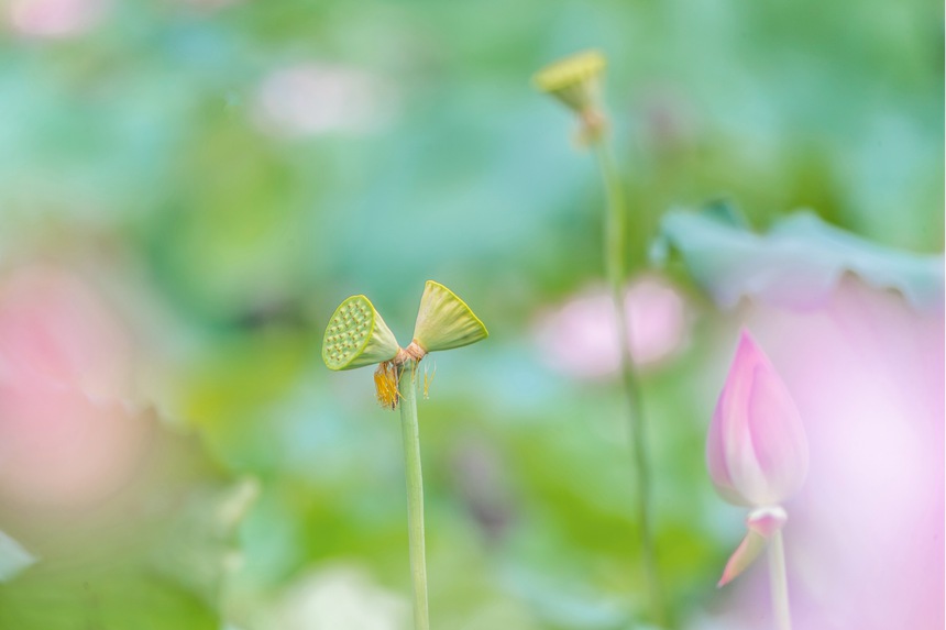中江村荷花園并蒂蓮。瞿明斌攝