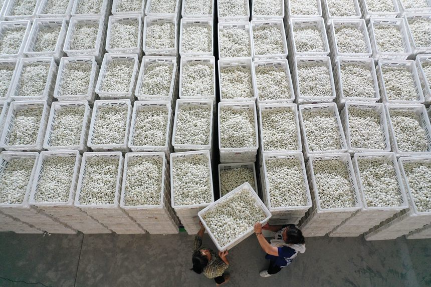 工人將烘烤好的夏蠶入庫(kù)。楊敏攝