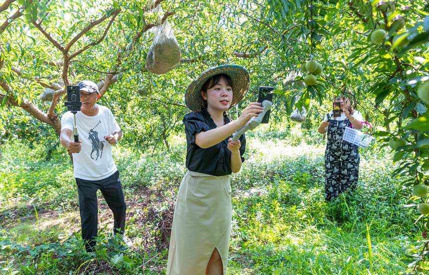 南川區(qū)豐巖鄉(xiāng)峰勝果園直播銷售李子。瞿明斌攝