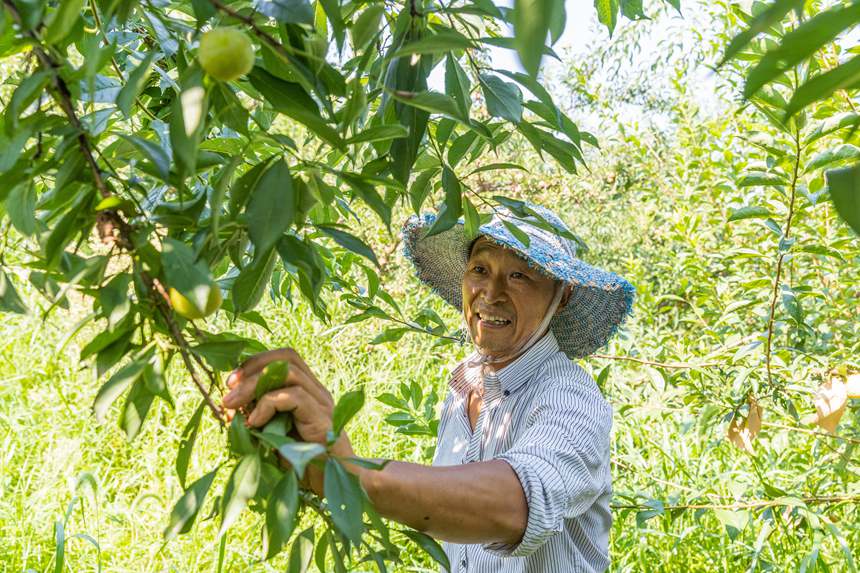 南川區(qū)豐巖鄉(xiāng)峰勝果園直播銷售李子。瞿明斌攝