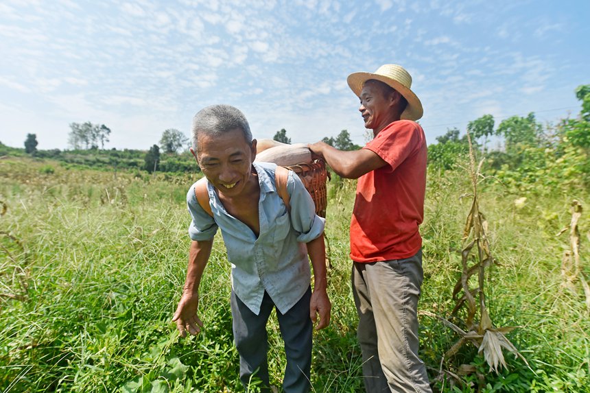 農(nóng)民在采摘南瓜。黃河攝