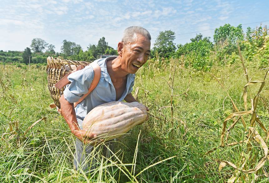 珍溪鎮(zhèn)滴水村村民覃進國在地里采摘南瓜。黃河攝