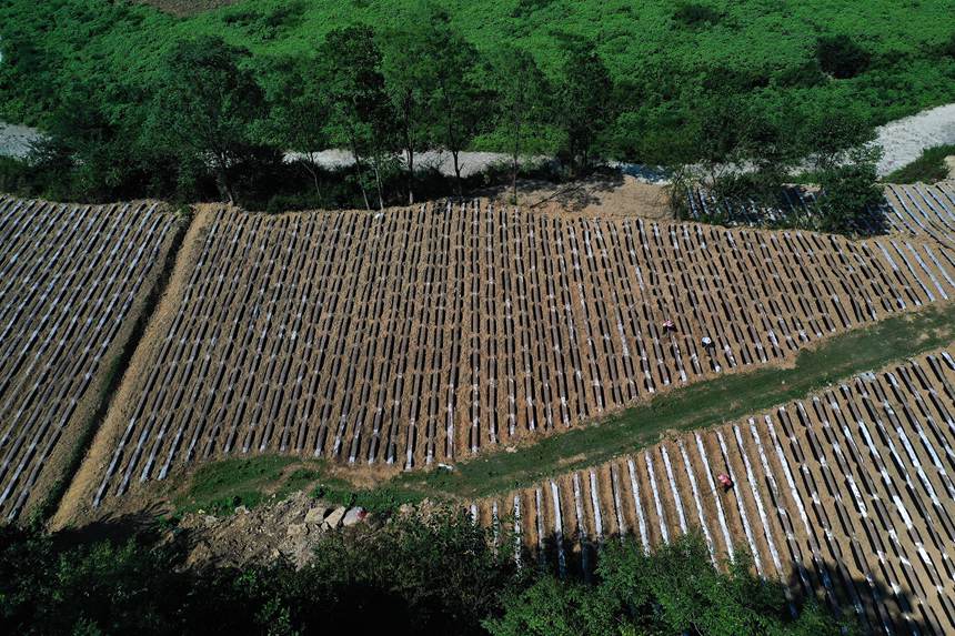 黔江區(qū)鵝池鎮(zhèn)方家村牧草種植基地。楊敏攝