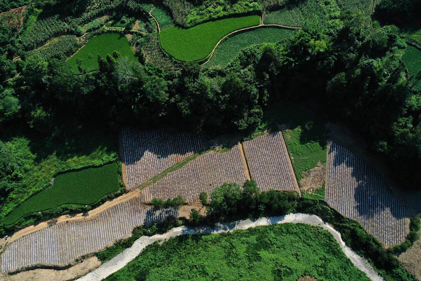 黔江區(qū)鵝池鎮(zhèn)方家村牧草種植基地。楊敏攝