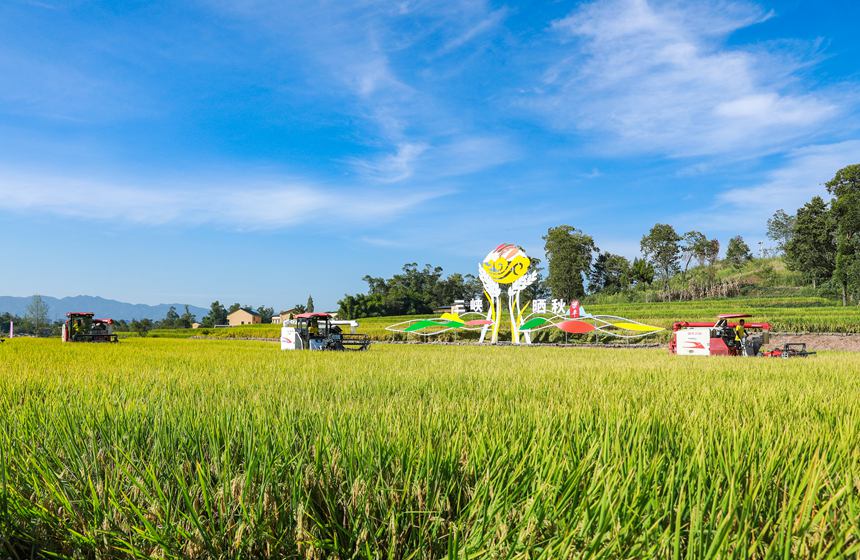 農(nóng)機(jī)助力水稻收割。熊偉攝