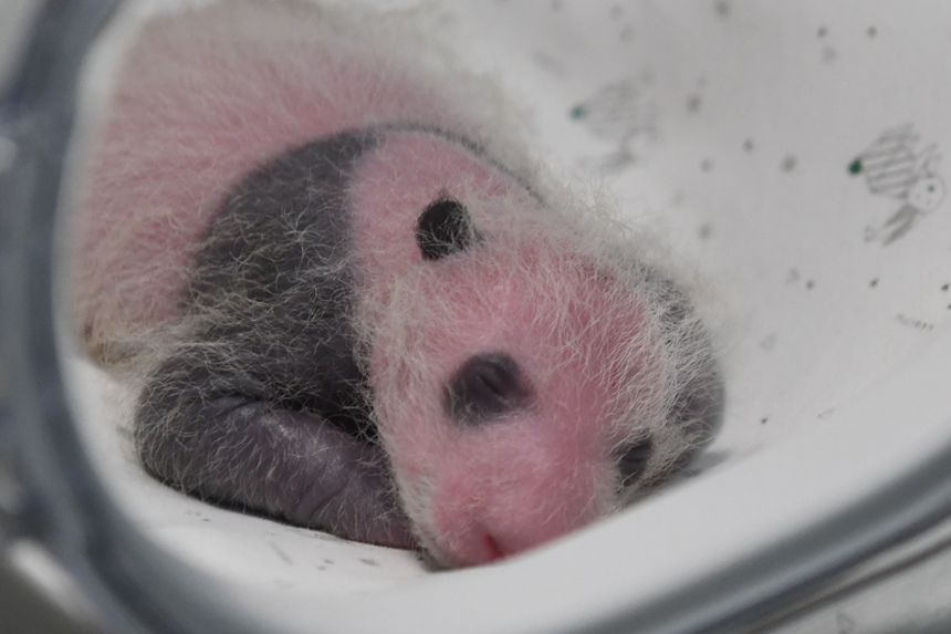 8月8日，在重慶動物園育幼室，一對剛出生不久的雙胞胎大熊貓幼仔亮相。鄒樂攝