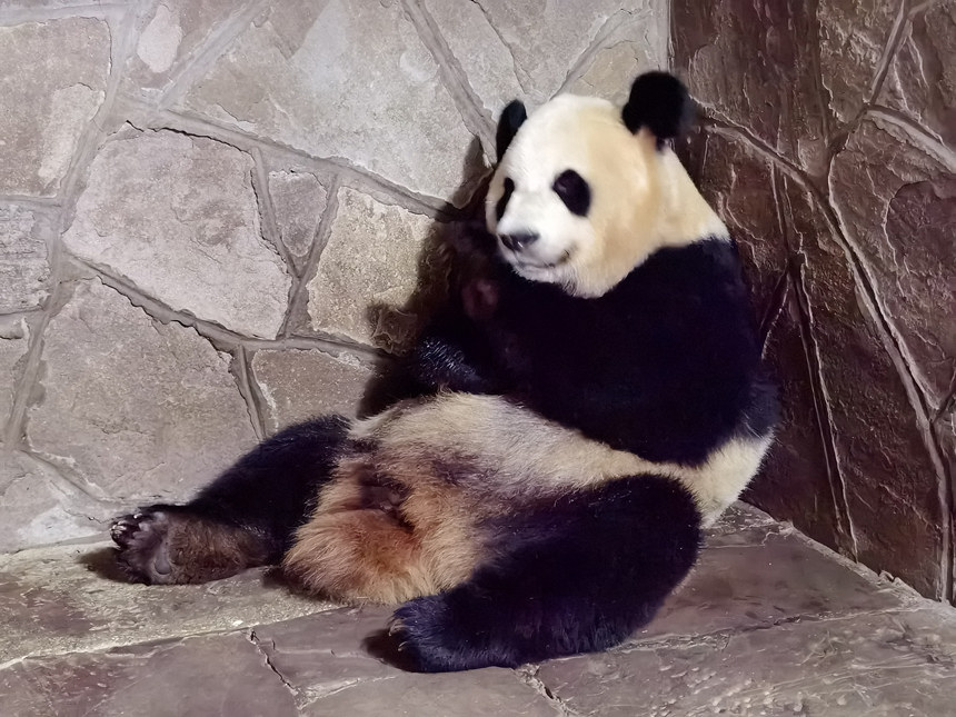 大熊貓“二順”。重慶動物園供圖
