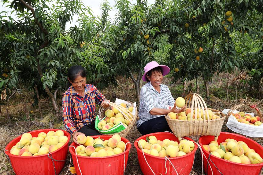 在重慶市黔江區(qū)濯水鎮(zhèn)烏楊社區(qū)黃桃基地，村民在分揀黃桃。楊敏攝