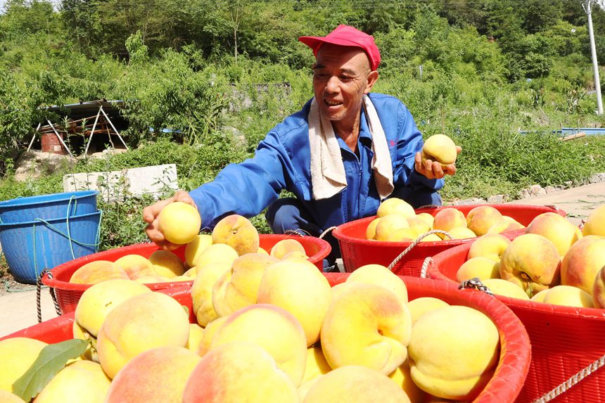 在重慶市黔江區(qū)濯水鎮(zhèn)烏楊社區(qū)黃桃基地，村民在分揀黃桃。楊敏攝