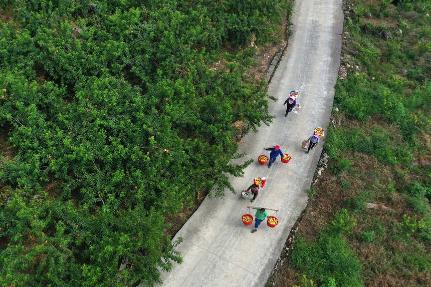 在重慶市黔江區(qū)濯水鎮(zhèn)烏楊社區(qū)黃桃基地，村民在轉(zhuǎn)運黃桃。楊敏攝