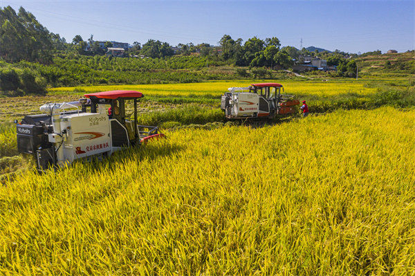 吉安鎮(zhèn)黨員農(nóng)機(jī)服務(wù)隊(duì)在農(nóng)戶田間收割稻谷。陳科儒攝