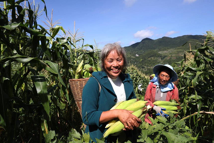 村民在采收水果玉米。楊敏攝