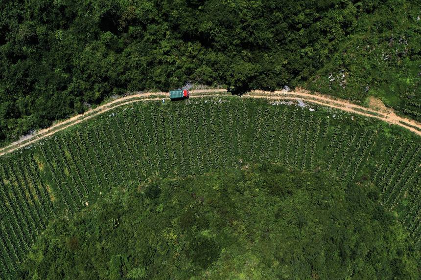 蒼嶺鎮(zhèn)太和村玉米復(fù)合種植基地。楊敏攝