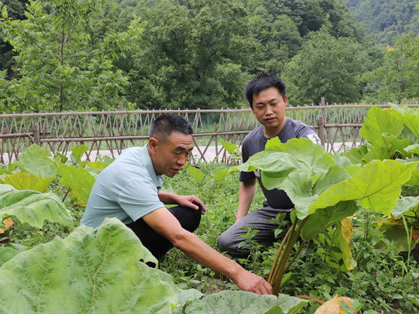 來(lái)先彬給村民講解中藥材種植技術(shù)。張芝鑫攝