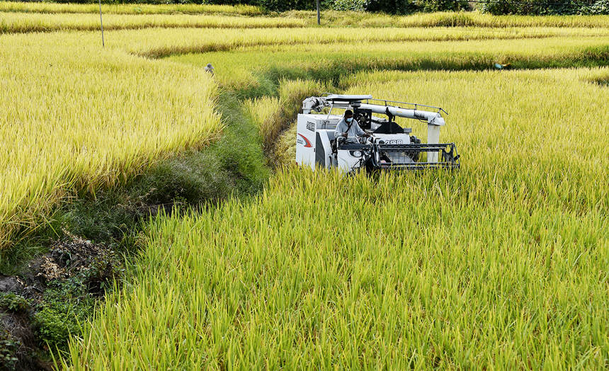 機(jī)械化作業(yè)給水稻收割插上了“騰飛的翅膀”。黃河攝