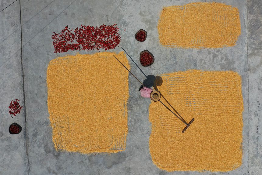 黔江區(qū)沙壩鎮(zhèn)三臺村村民在晾曬玉米。楊敏攝