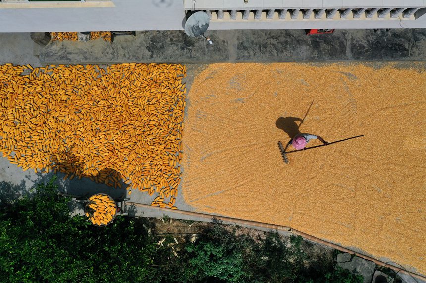 黔江區(qū)沙壩鎮(zhèn)三臺村村民在晾曬玉米。楊敏攝