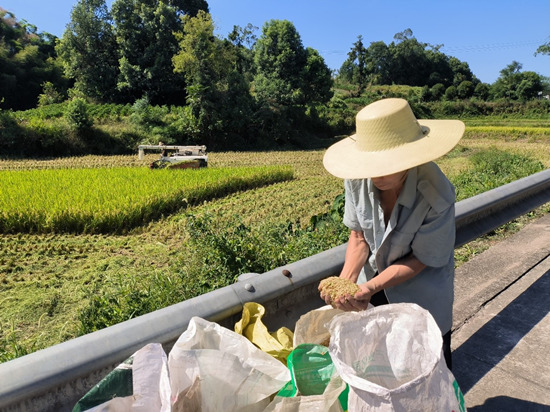 村民開展水稻搶收作業(yè)。巴南區(qū)農(nóng)業(yè)農(nóng)村委供圖