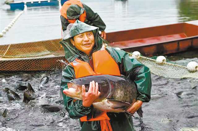 重慶70余座水庫(kù)“游”出生態(tài)魚(yú)大產(chǎn)業(yè)