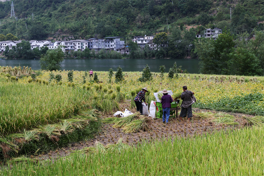 重慶市黔江區(qū)阿蓬江鎮(zhèn)大坪村村民在搶收水稻。楊敏攝