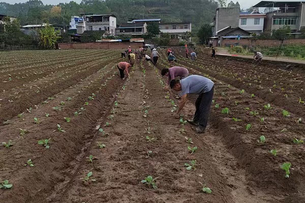 農戶們正栽苗下種。潼南區(qū)委宣傳部供圖