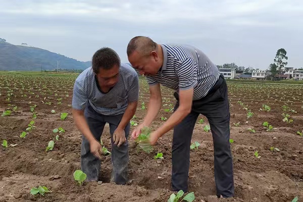 農技人員開展秋播秋種技術培訓。潼南區(qū)委宣傳部供圖