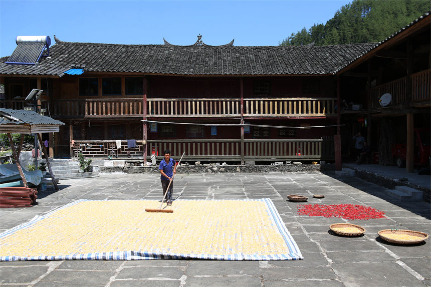 重慶市黔江區(qū)小南海鎮(zhèn)橋梁村古楓寨村民在晾曬玉米、辣椒、花生等農(nóng)作物。楊敏攝