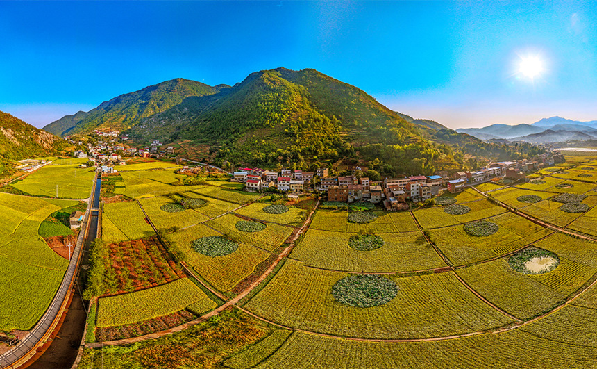 重慶巫山縣廟宇鎮(zhèn)的田野里一片金黃。陳光國攝