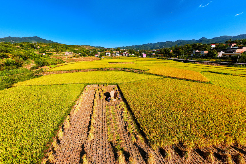 農(nóng)民搶抓晴好天氣收割水稻。陳光國(guó)攝
