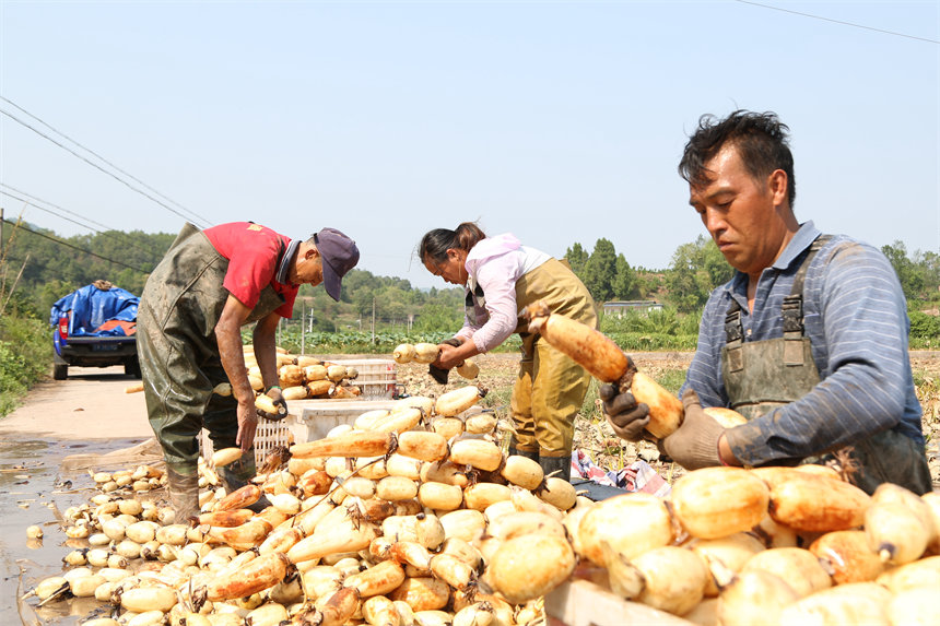 洗凈待運的蓮藕堆成小山。趙軍攝