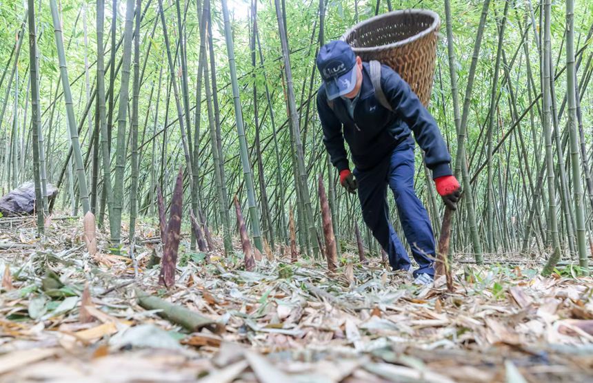 筍農(nóng)在采摘方竹筍。瞿明斌攝