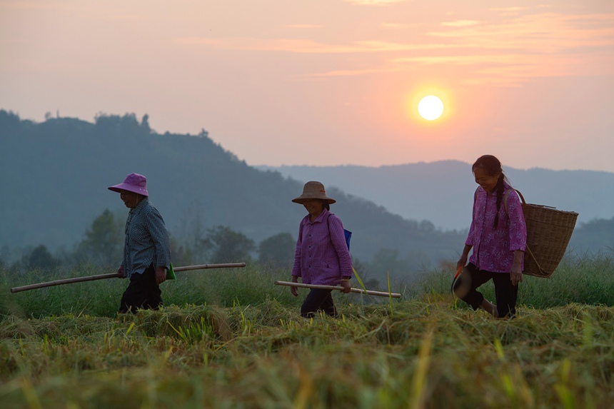 萬州區(qū)恒合土家族鄉(xiāng)八一村，夕陽西下，勞作的村民走過收割后的田地。冉孟軍攝