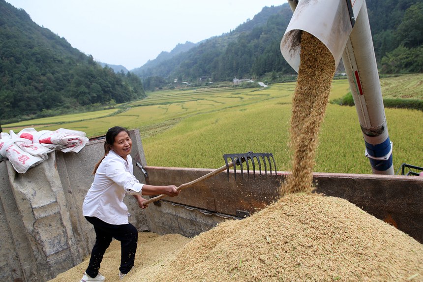 村民在重慶市黔江區(qū)中塘鎮(zhèn)興泉社區(qū)水稻基地整理收割機(jī)收獲的稻谷。楊敏攝