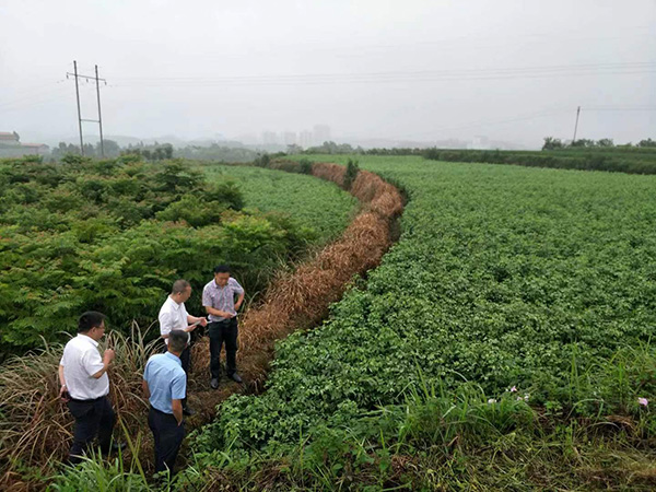 走訪藥材種植基地。綦江民生村鎮(zhèn)銀行供圖