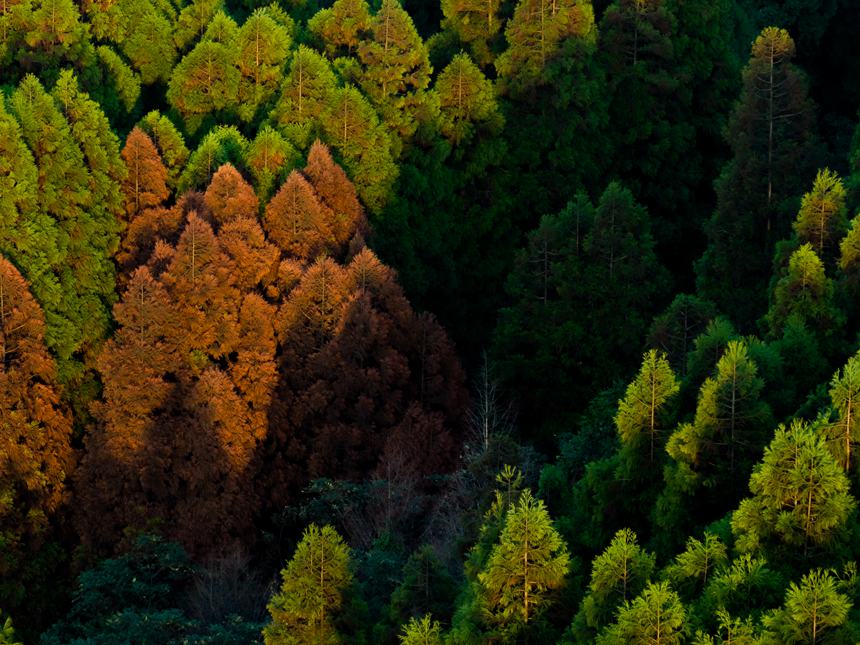 山王坪漫山遍野的柳杉和水杉盡顯秋色。周瑄攝